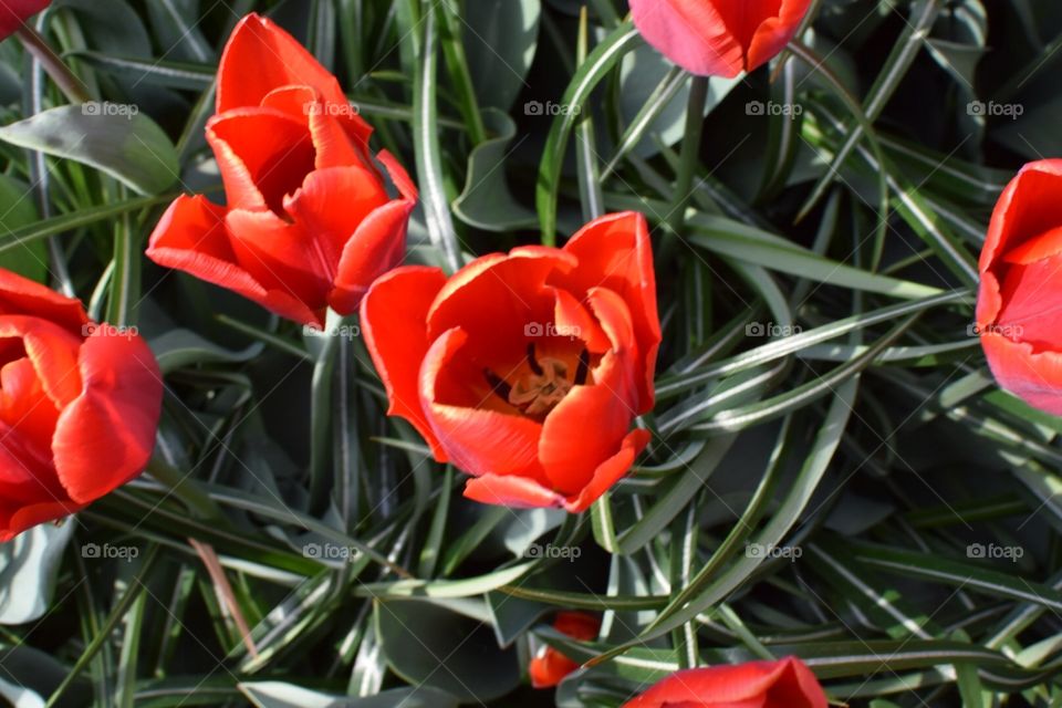 Beautiful red flowers 