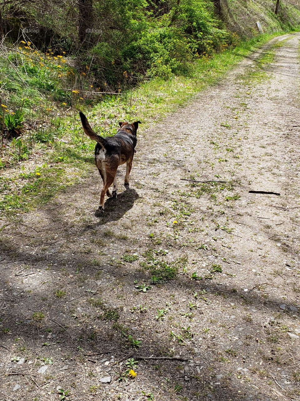 Taking a walk with my best friend