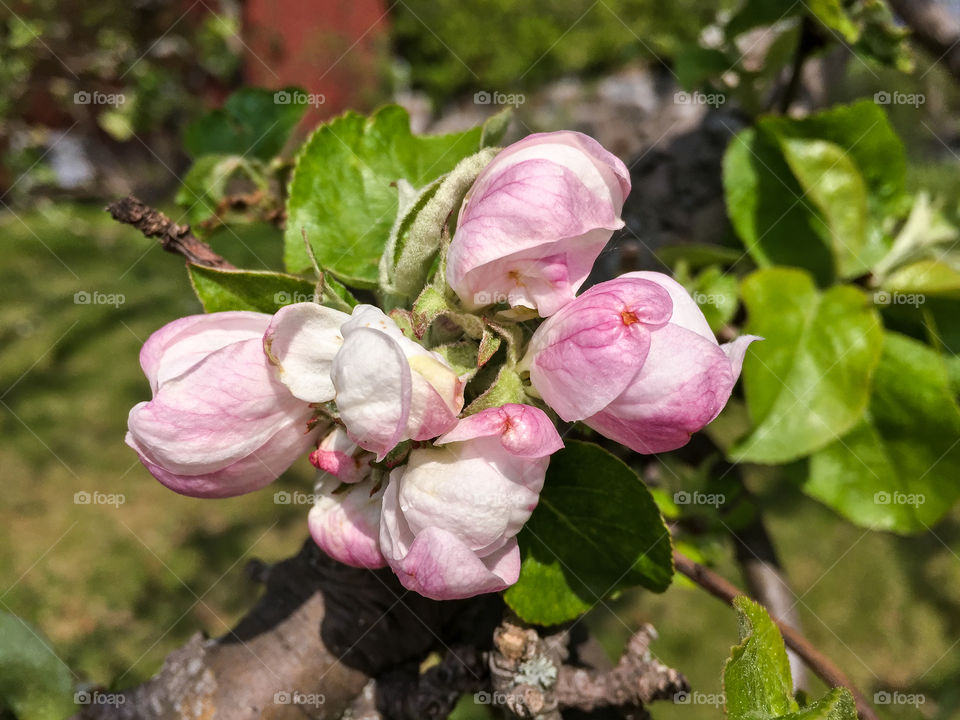 Apple tree branch with light pink flower buds and green leaves in foreground in a Swedish garden in spring.