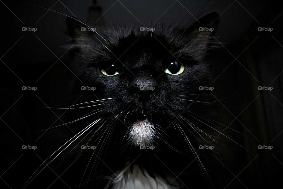 very funny looking black cat with white beard long whiskers and green eyes