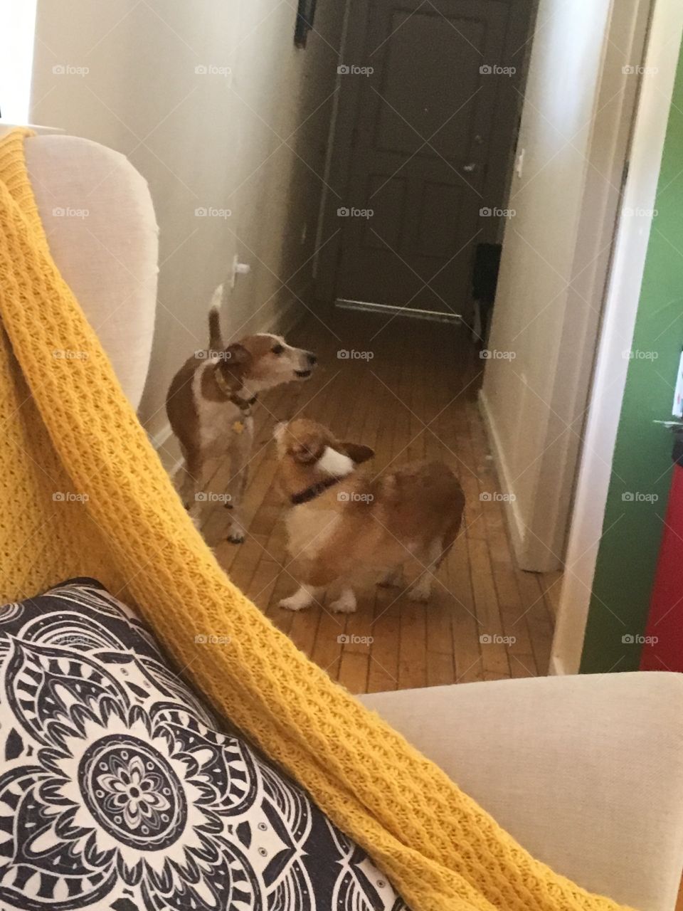 Dogs playing funny corgi beagle puppy howling two