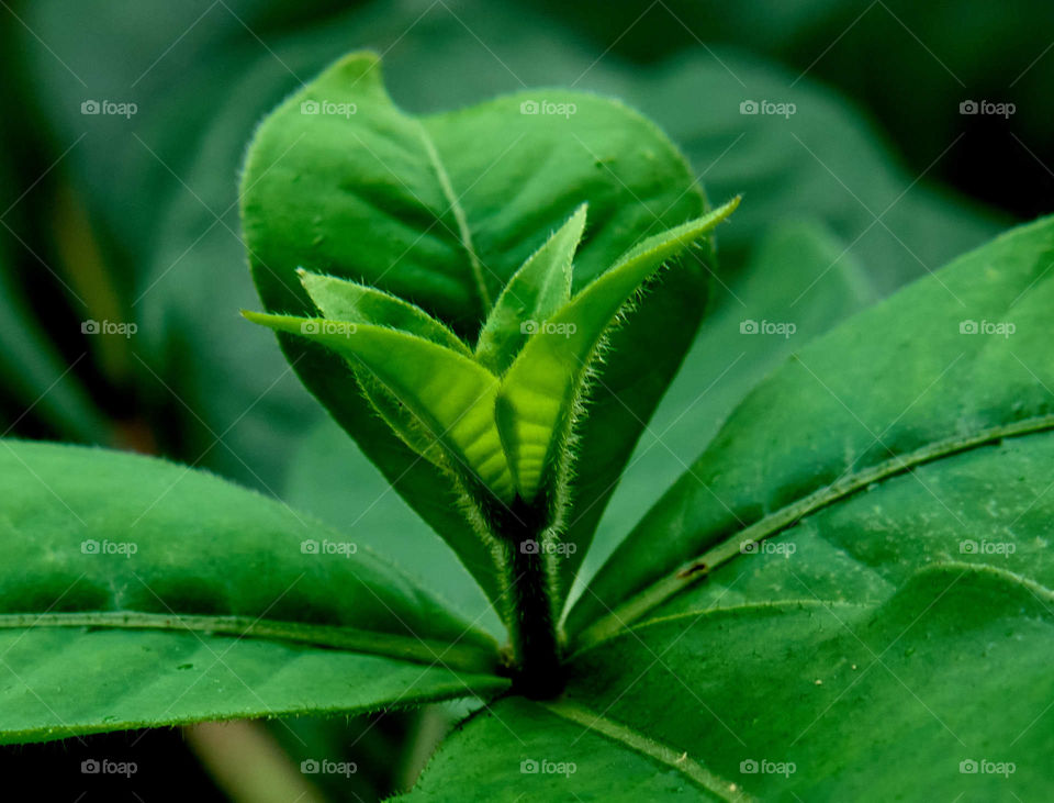 Floral photography - Pattern in budding highlights with direct morning sun light