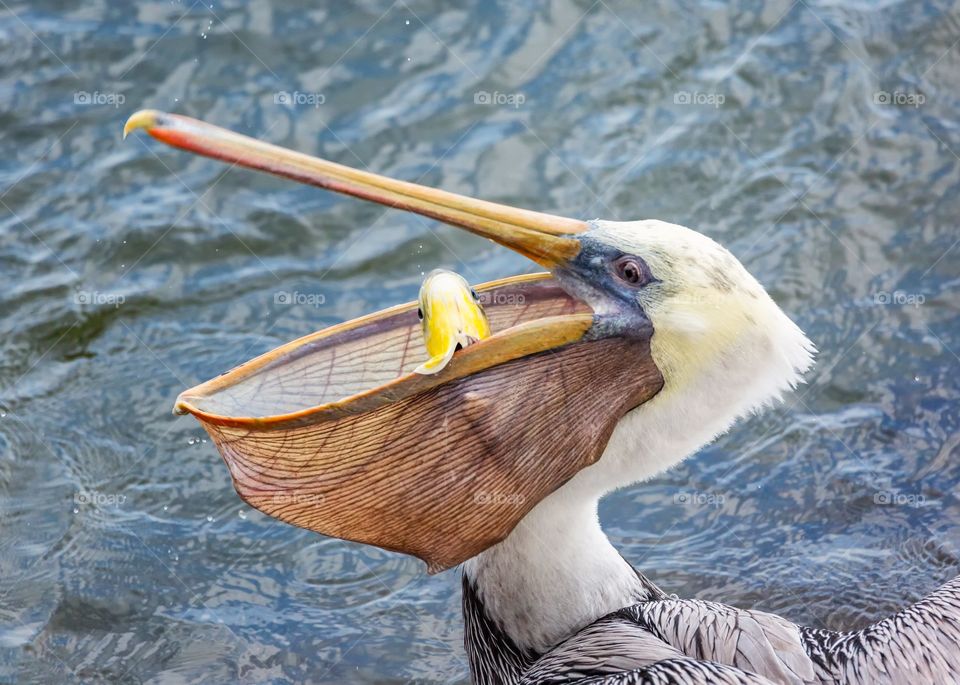 Pelican Lunch