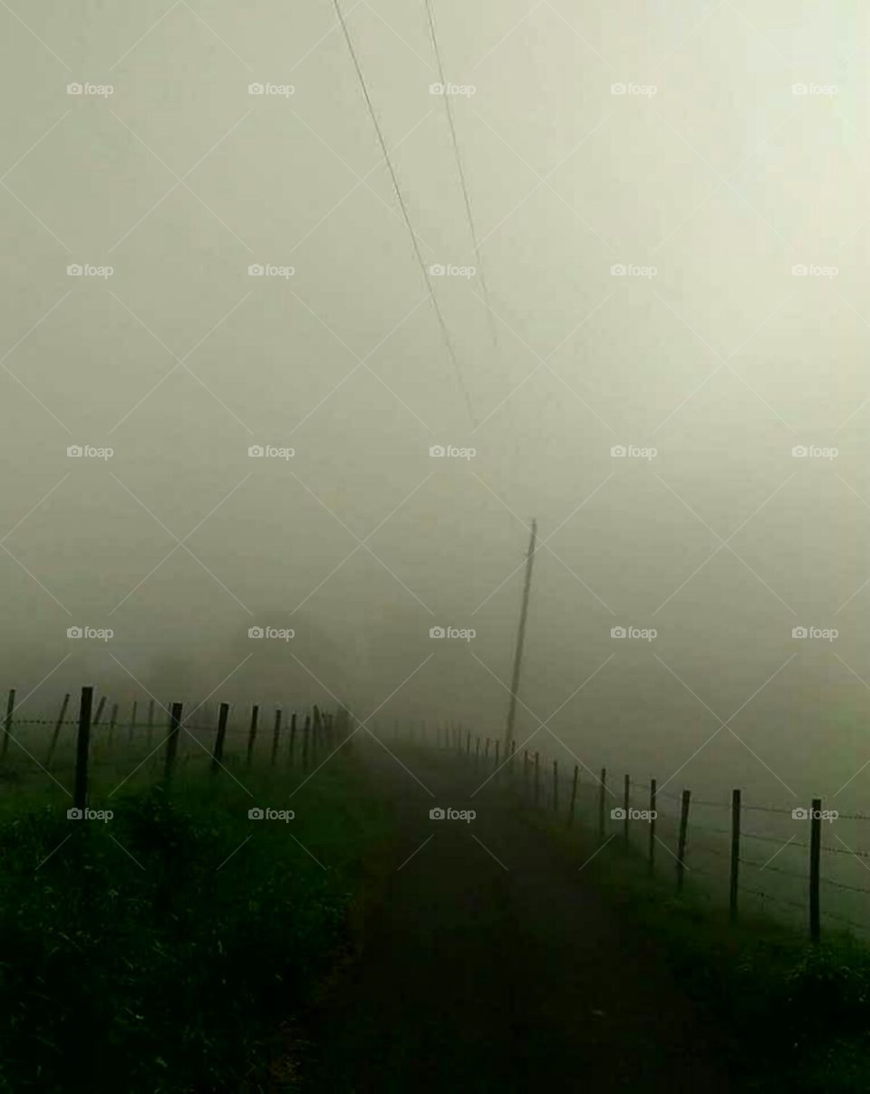Fog in the farm