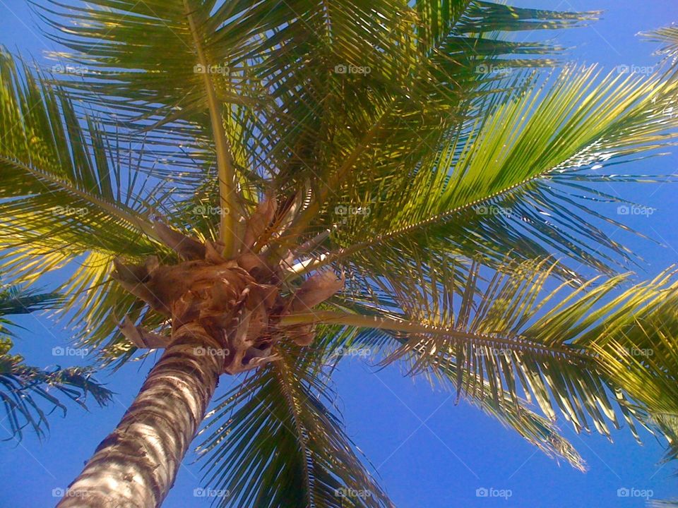 Palm Tree 