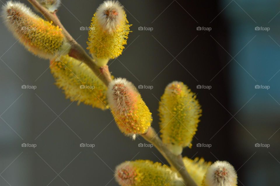 yellow and orange fluffy willow flower on a dark background