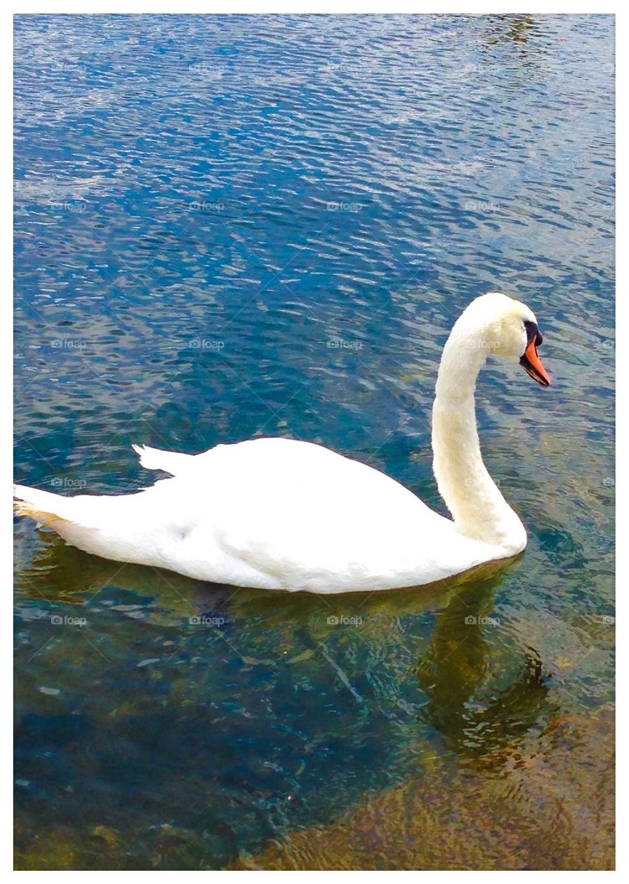 Swan