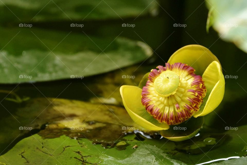 Yellow water Lily