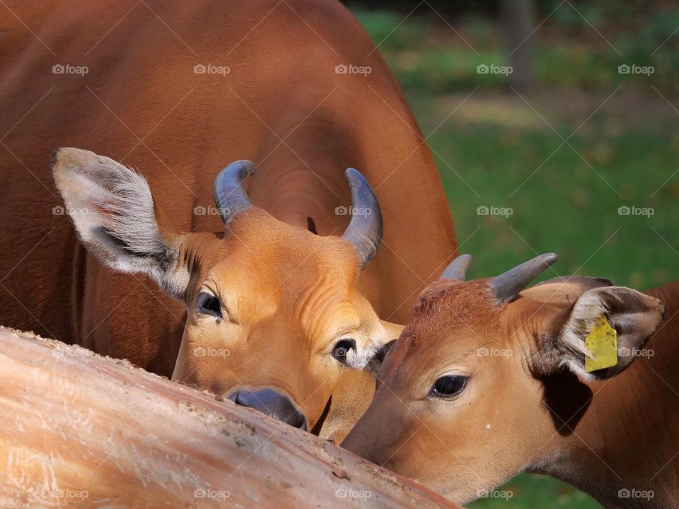 Female banteng with calf