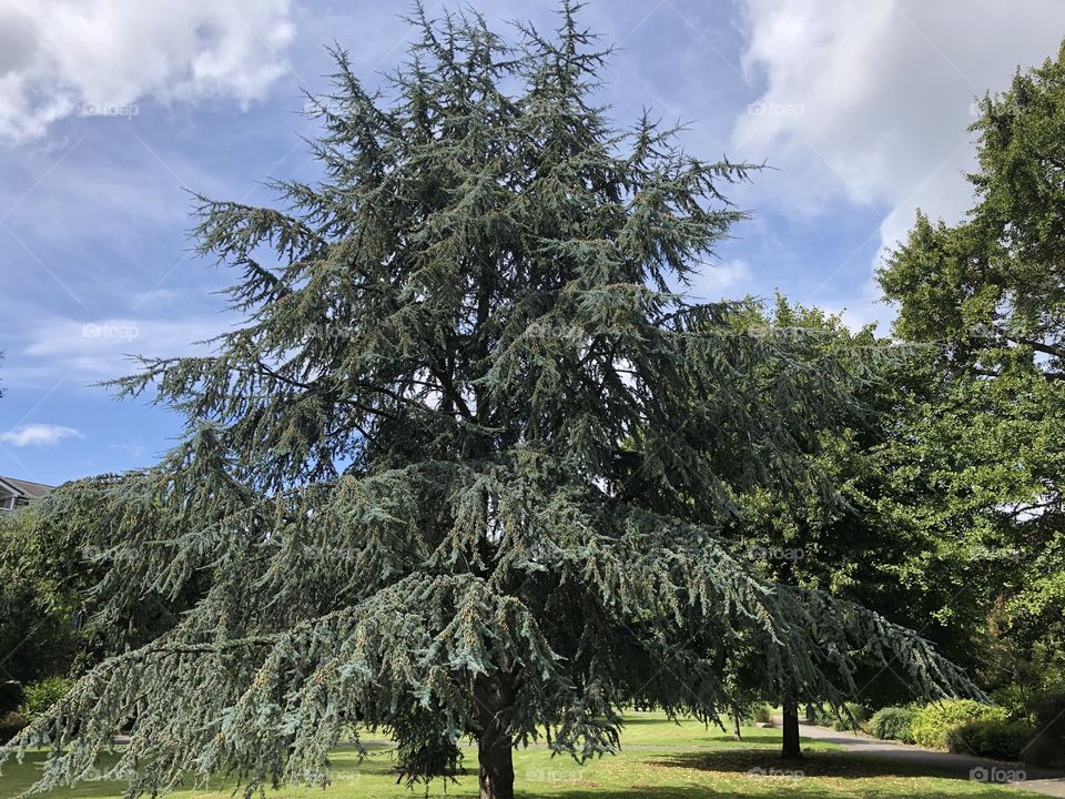 Here is the colored version of this lovely parklands tree.  Which do you prefer this version or the black and white.