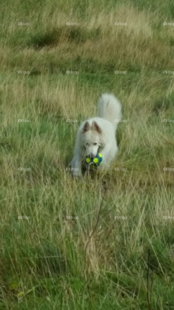 dog and ball