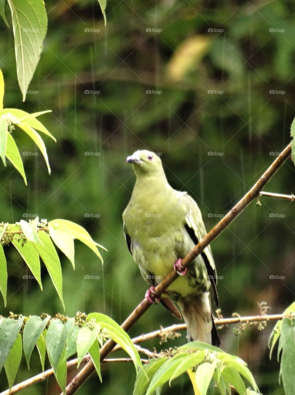 A green pigeon dove in rain