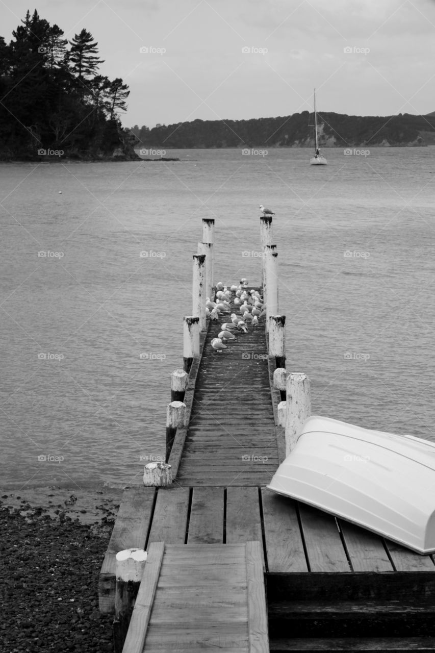 birds on a jetty