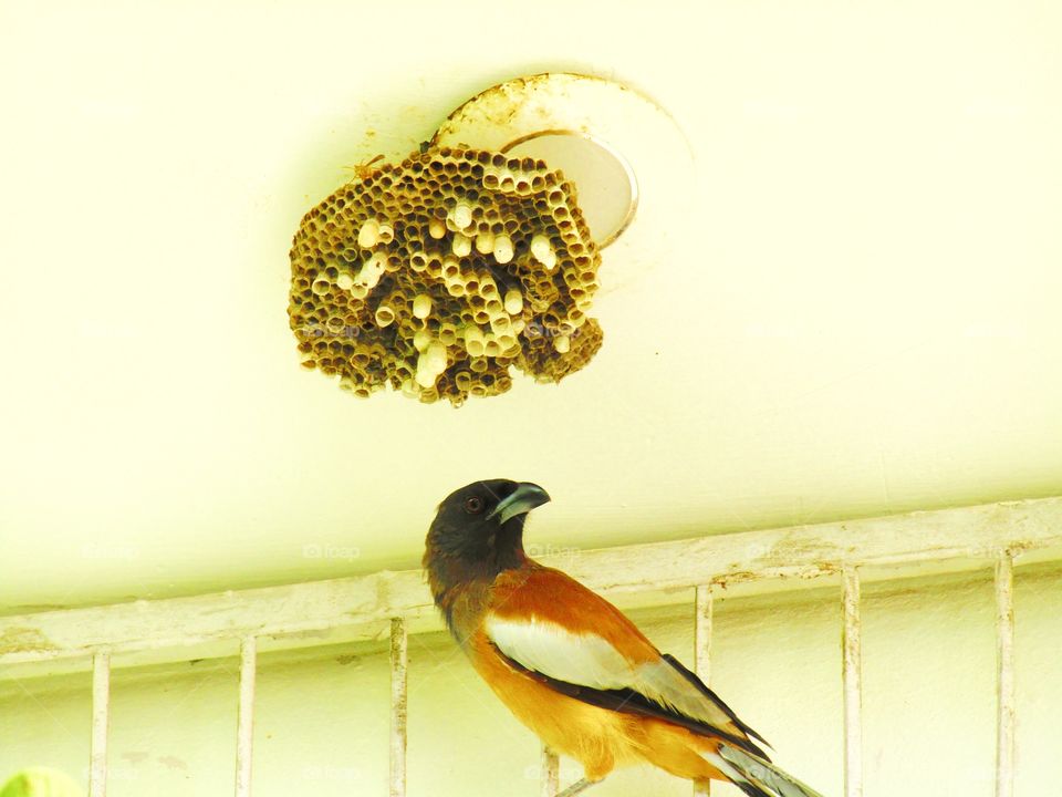 The rufous treepie (Dendrocitta vagabunda) is a treepie, native to the Indian Subcontinent and adjoining parts of Southeast Asia. It is a member of the crow family, Corvidae.