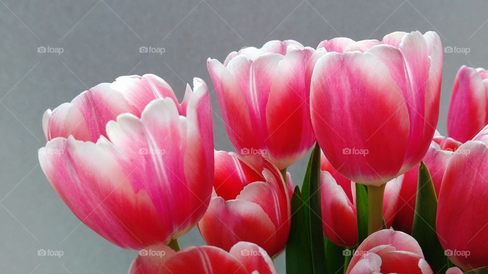 close up of pink tulips