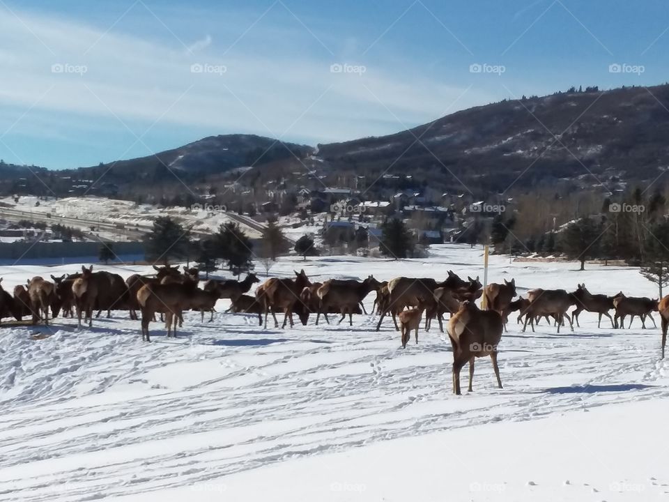 Elk herd