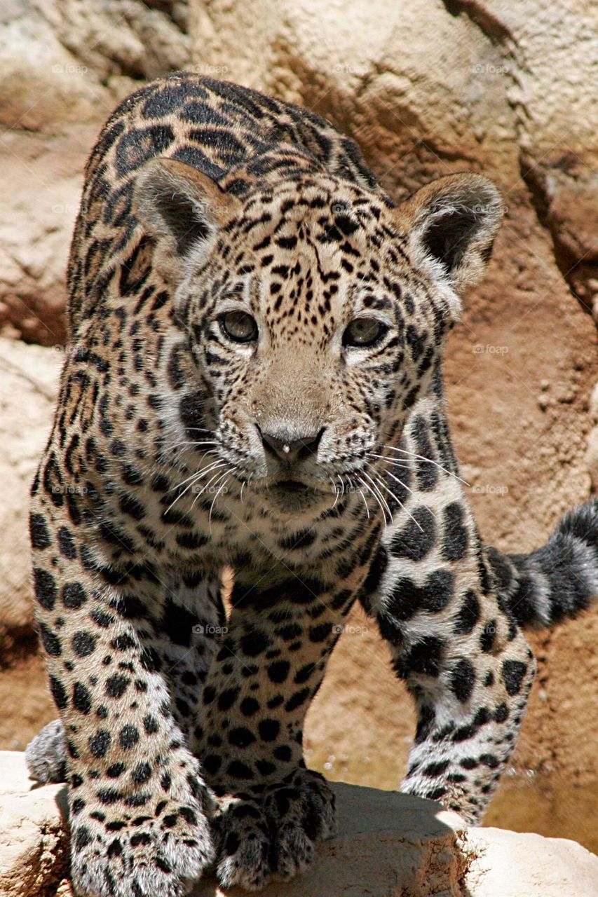 Portrait of jaguar Cub