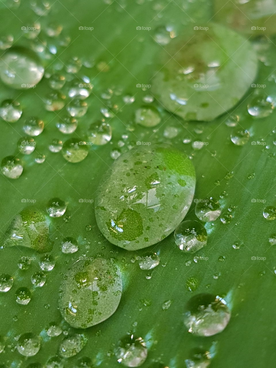 green leaf, water droplets