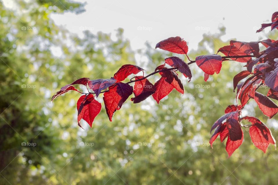 Beautiful branch with red autumn leaves against blurred background