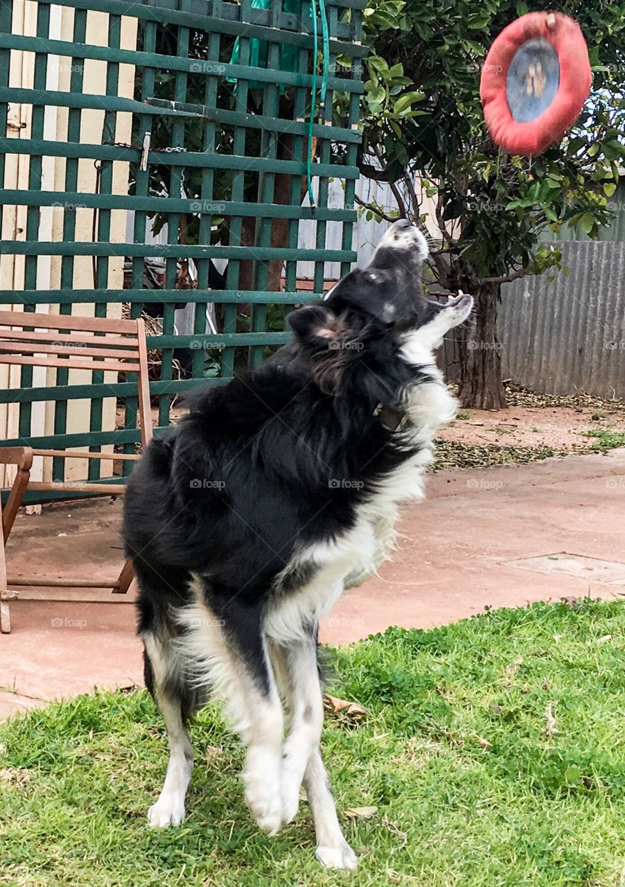 Dog catching frisbee