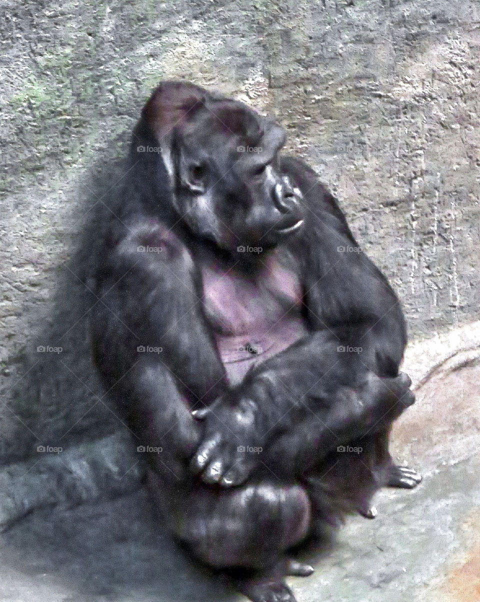 Gorilla setting