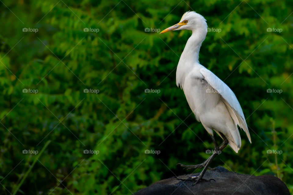 Great White Egret