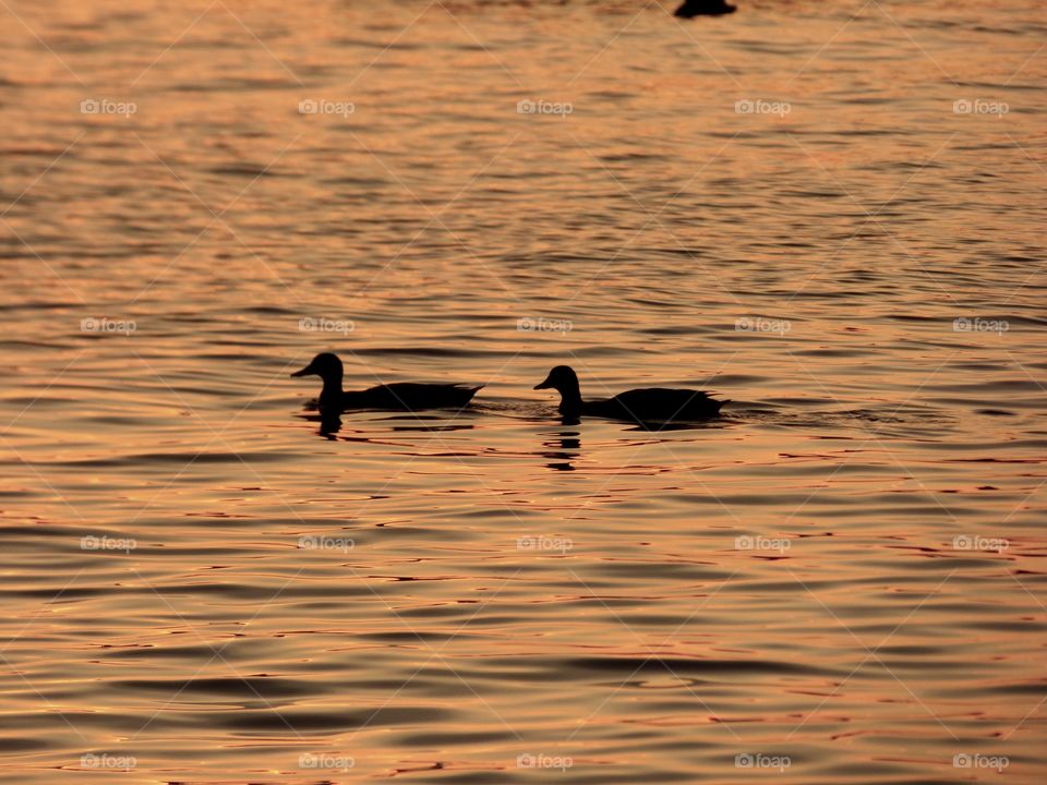 Ducks on the lake at sunset