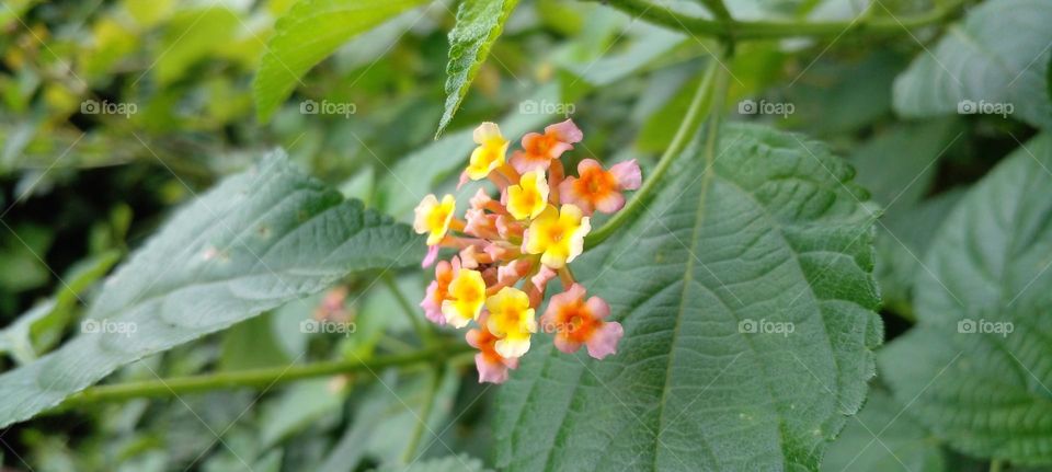 naturelove, beautiful flowers, colourful, lovely