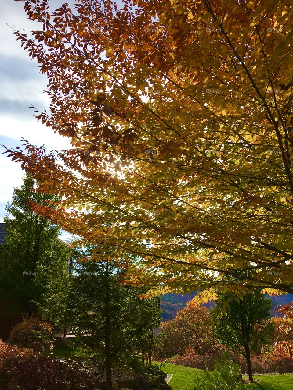 Post peak autumn in Jackson New Hampshire 