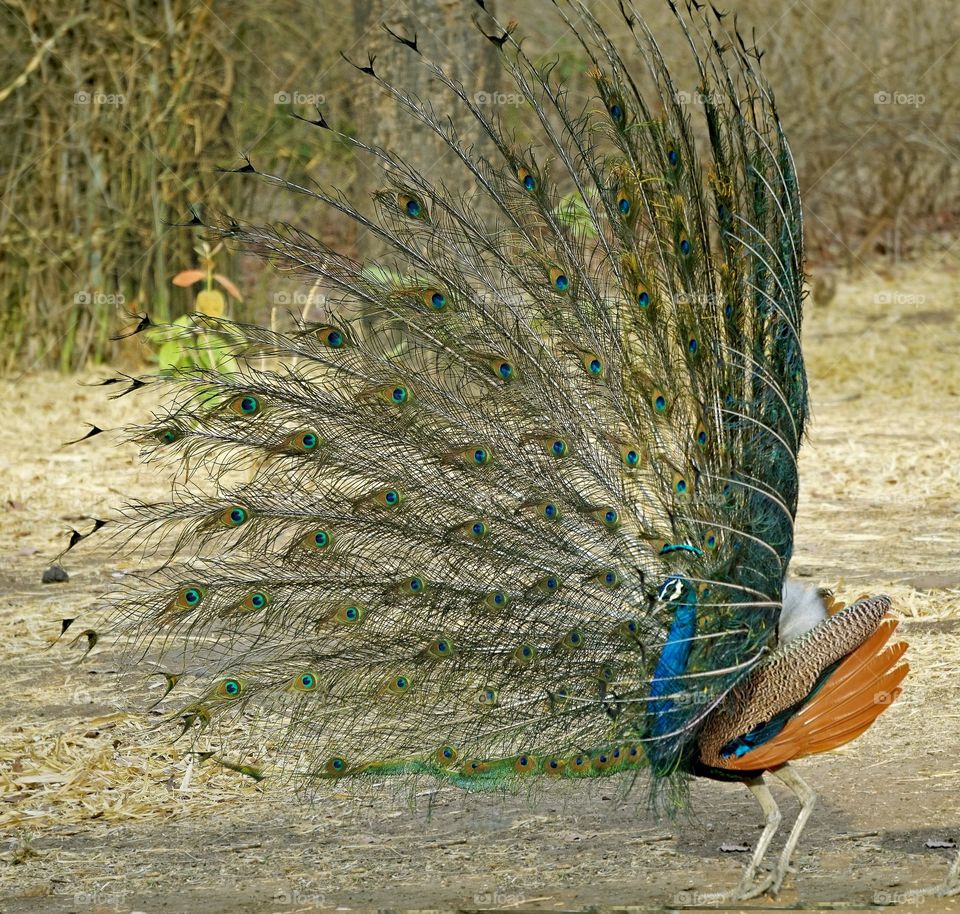 Lindo pavão demostrando toda sua elegância e cores.