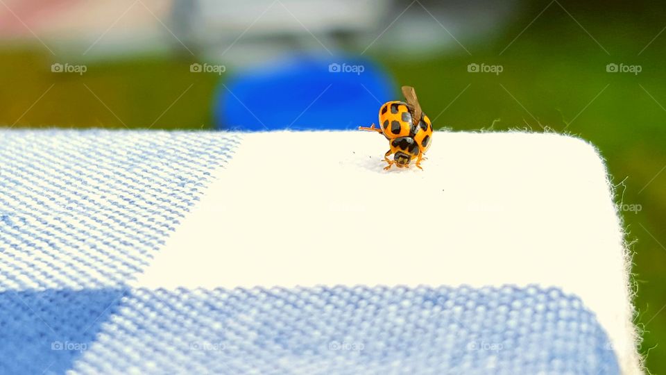 Breakdancing Ladybug. A ladybug landed in mom's wineglass and started doing some funny stuff when I got it out; it was totally drunk!