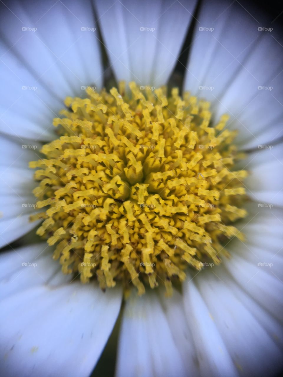 Marguerite closeup 