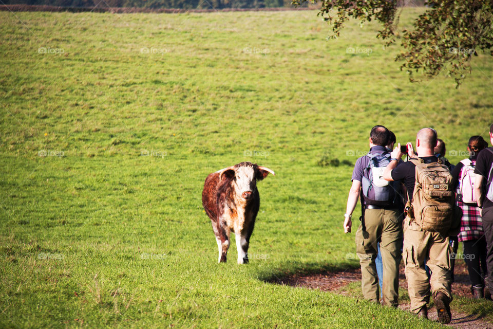 Cow vs Walker. Horned encounter in Winkworth Arboretum