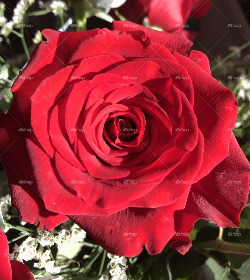 Red Rose Close-up