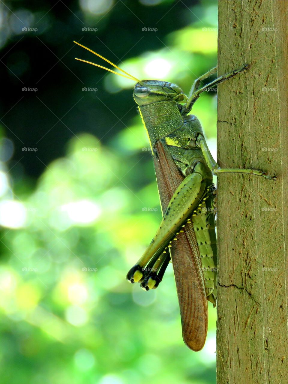 Bird grasshopper