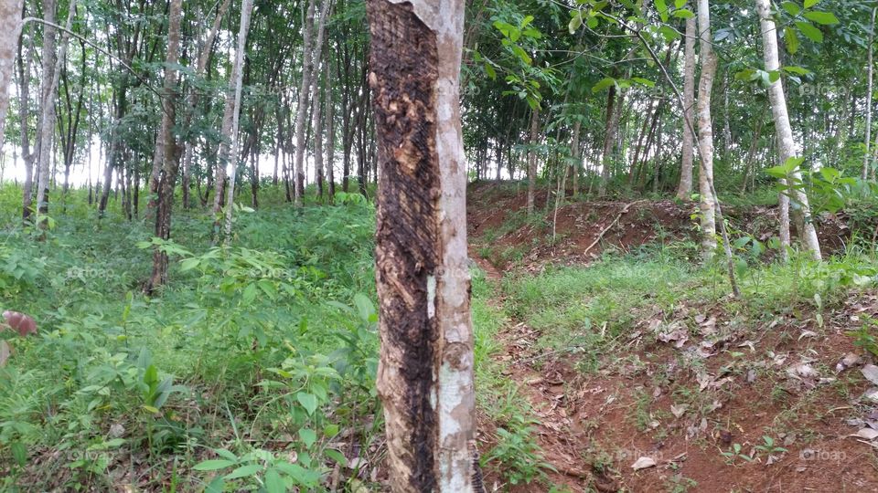 a stretch of rubber tree