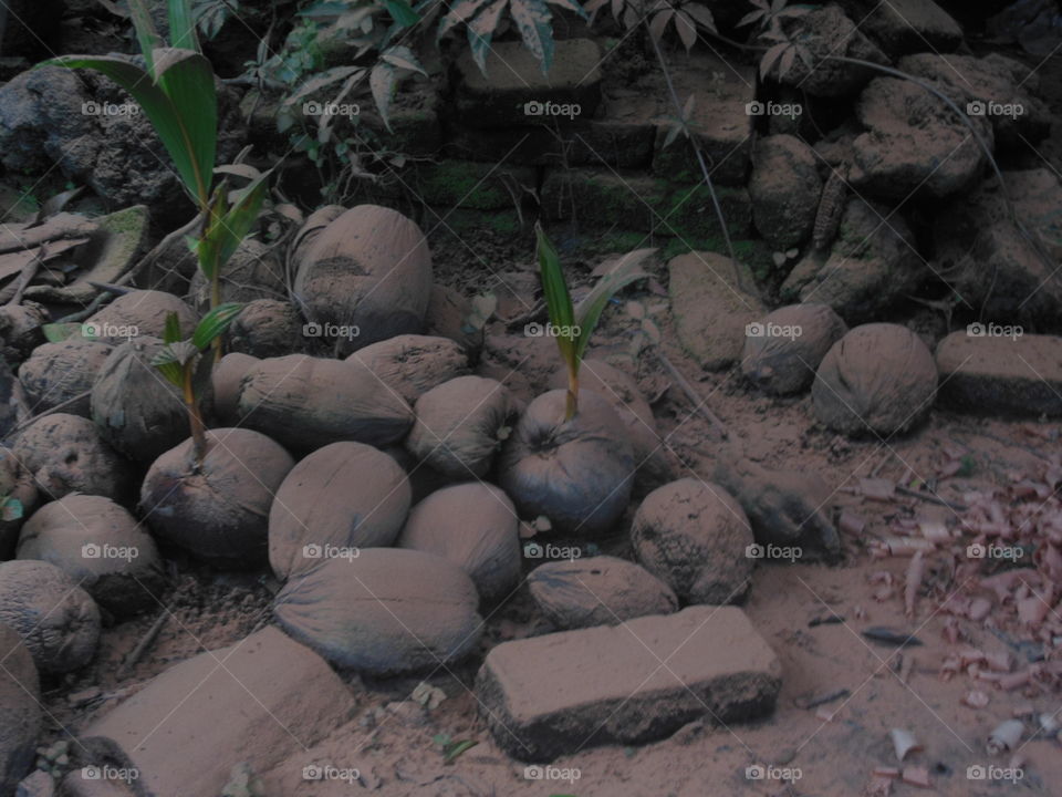 cocos en el 
atardecer