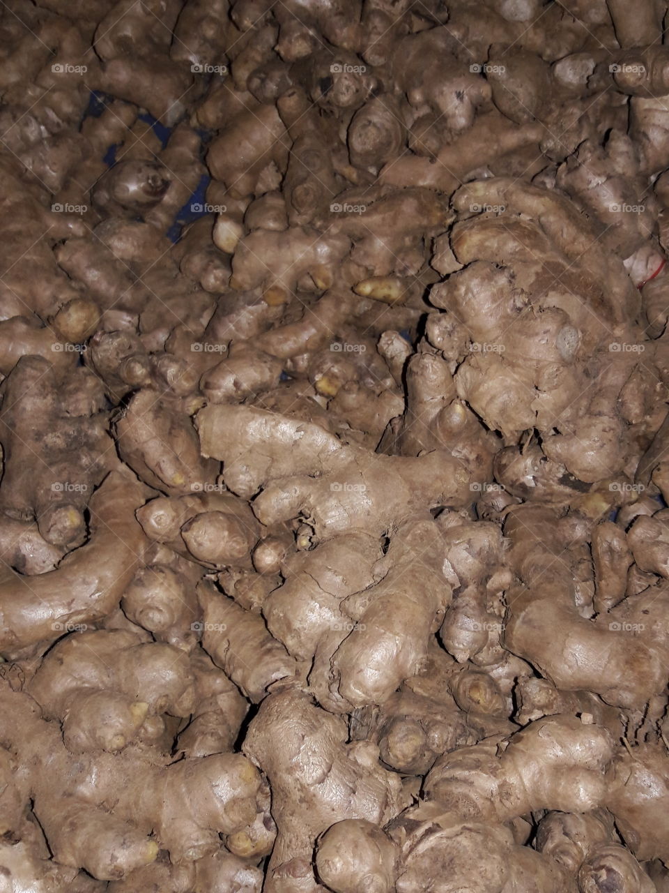 ginger root fresh unwashed brown many spread layout pattern