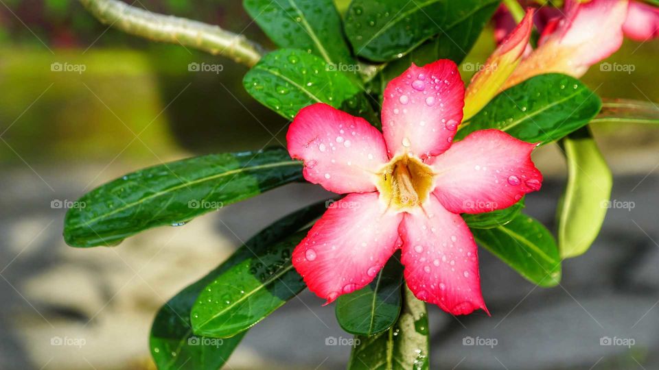 frangipani flower, shot after rain