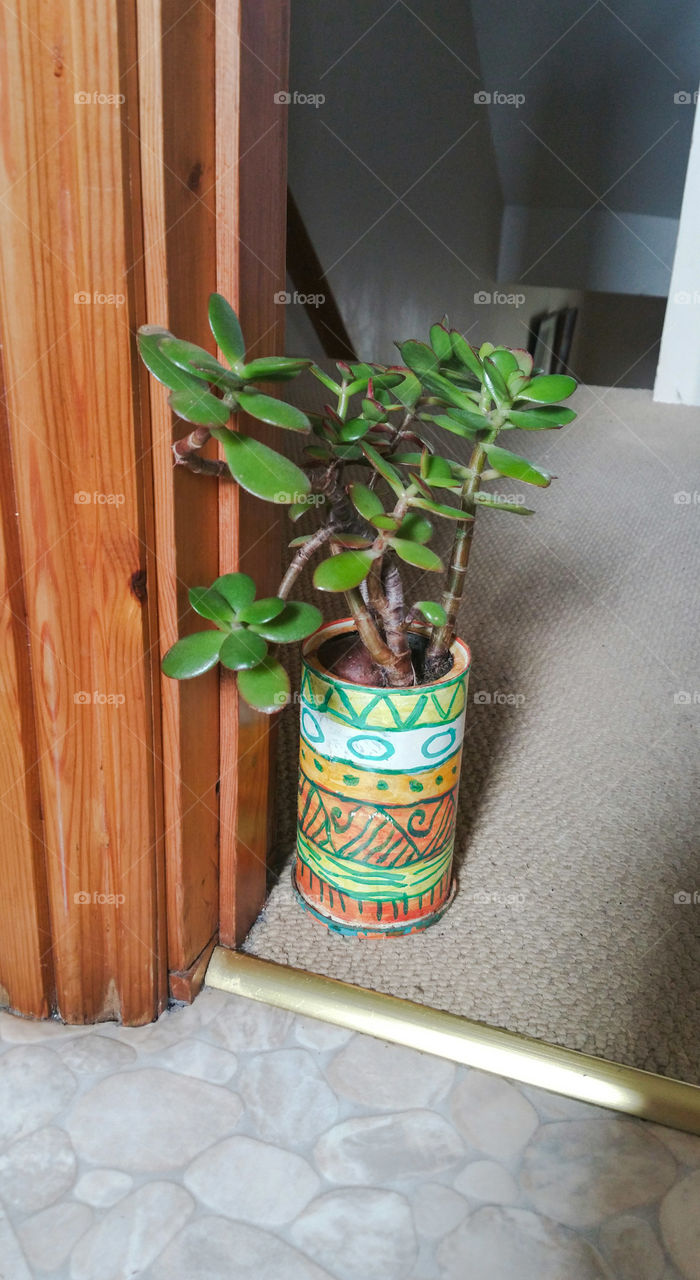 Flowerpot with crassula plant