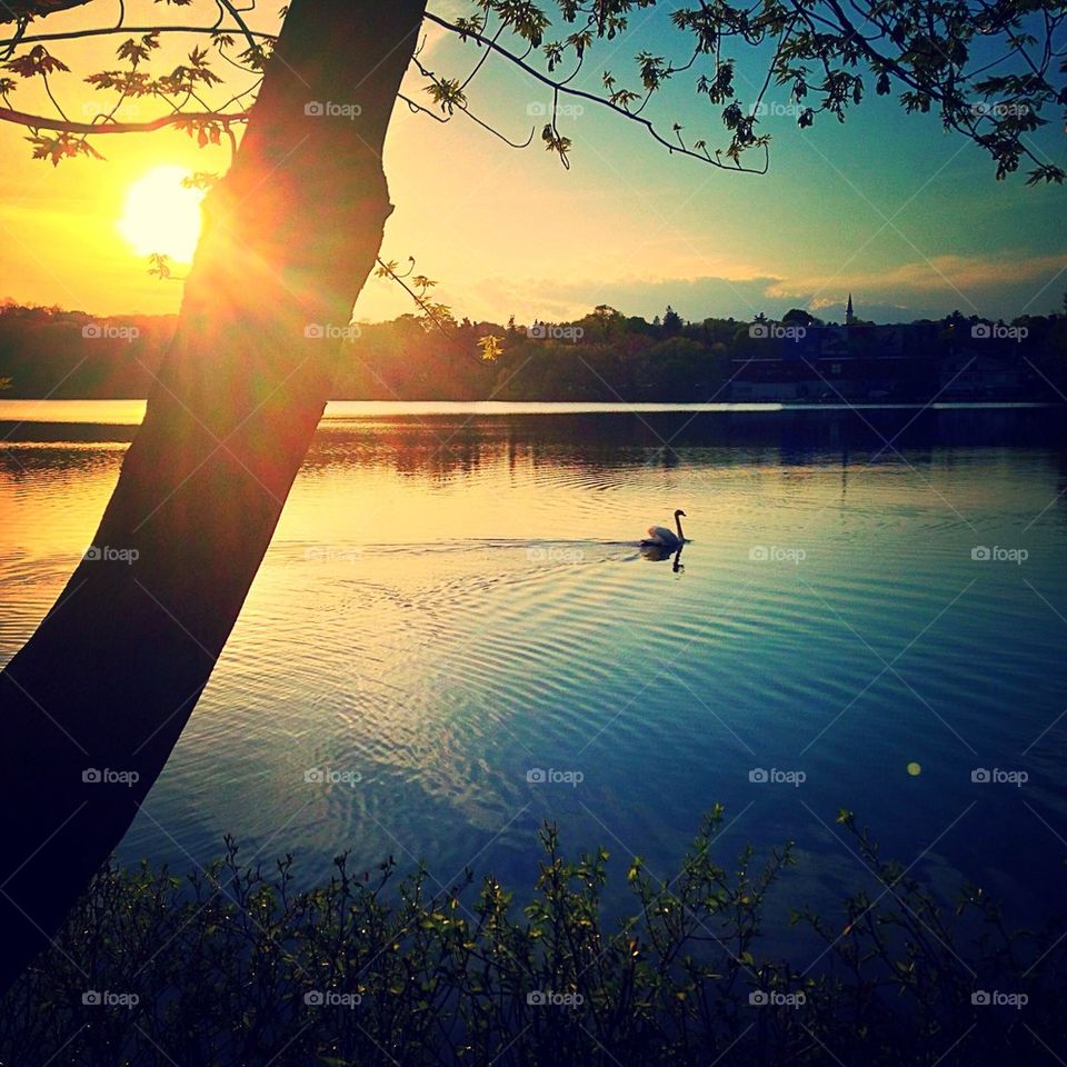 Sunset and swan 