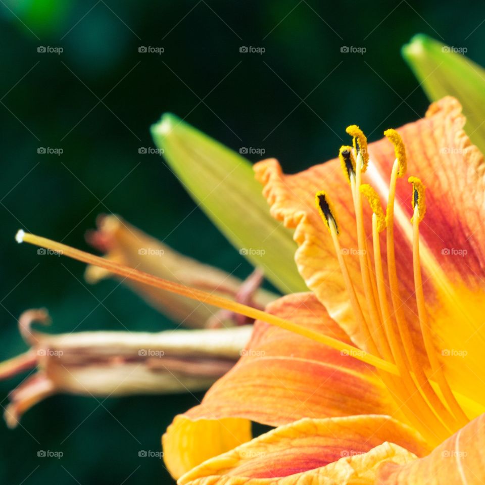 Orange glow. Day Lilly's on display this summer