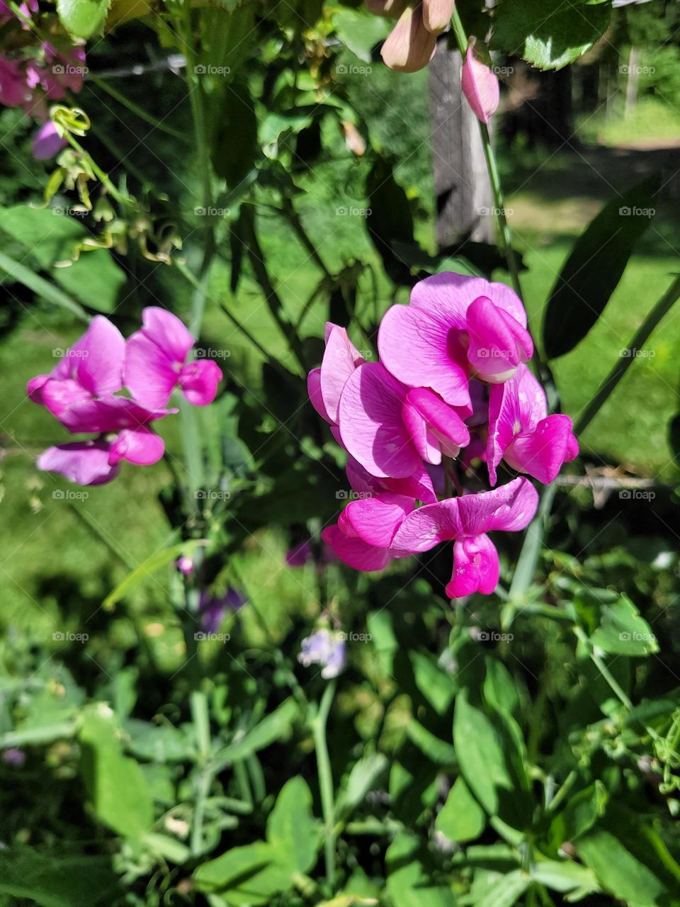 flores silvestres de la montaña