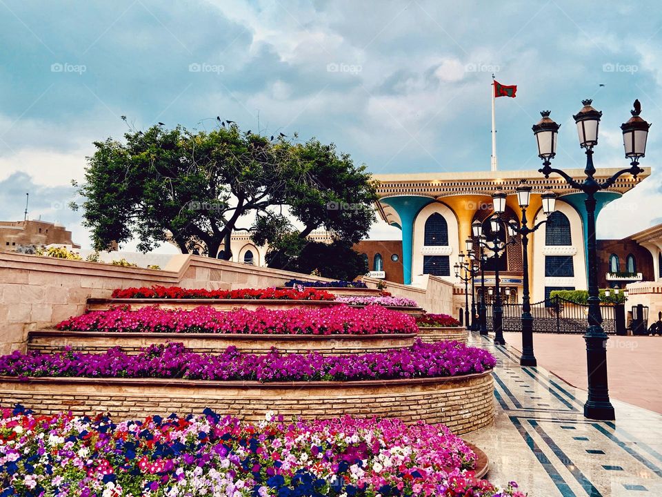 Purple areas flower in front of sheikh house. Oman 