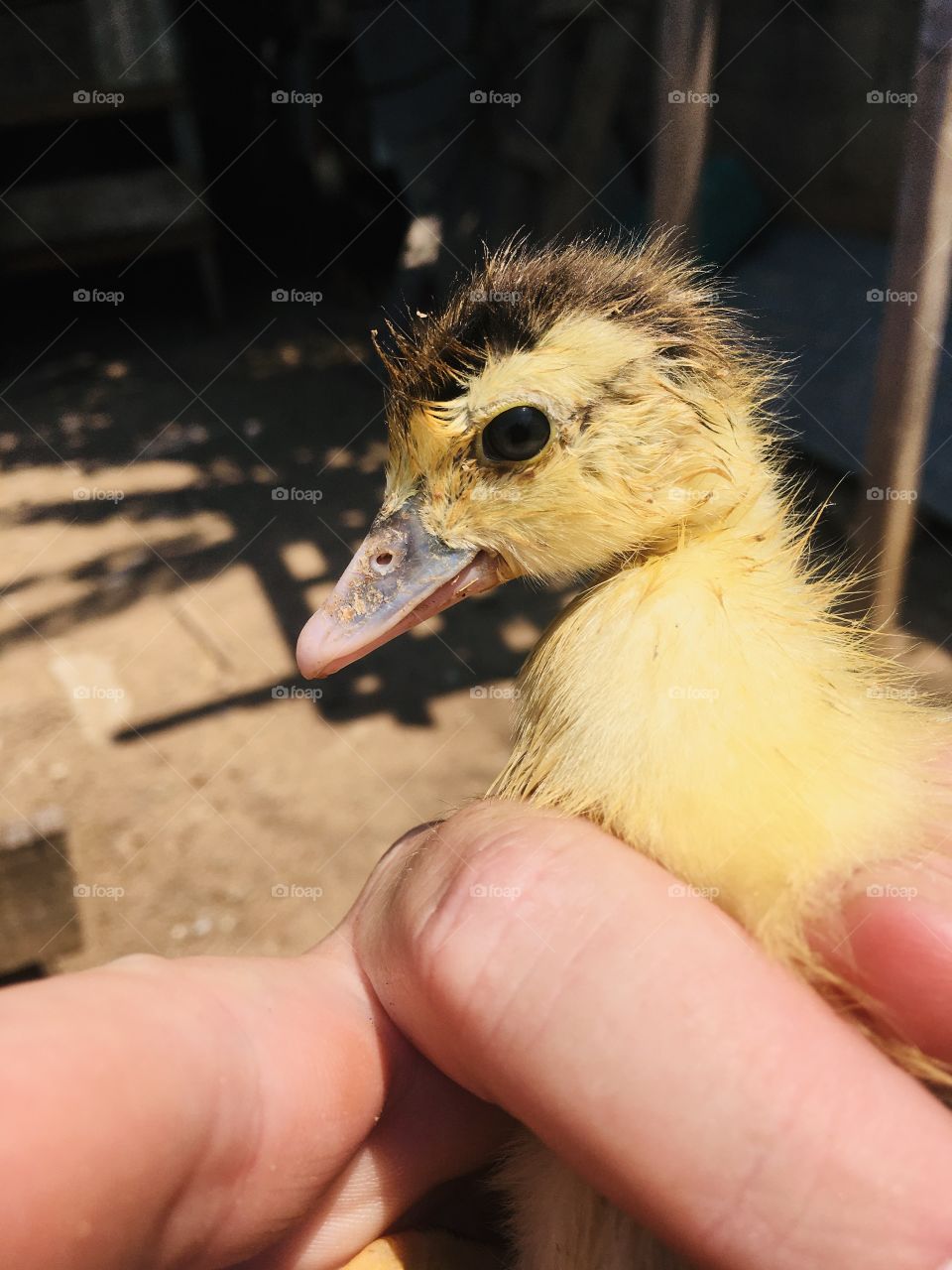 Odd Numbers? But what number does this little (but smiling) duck remember?  This picture looks great! / Mas que número lembra esse pequeno (mas sorridente) pato? Essa foto ficou legal!