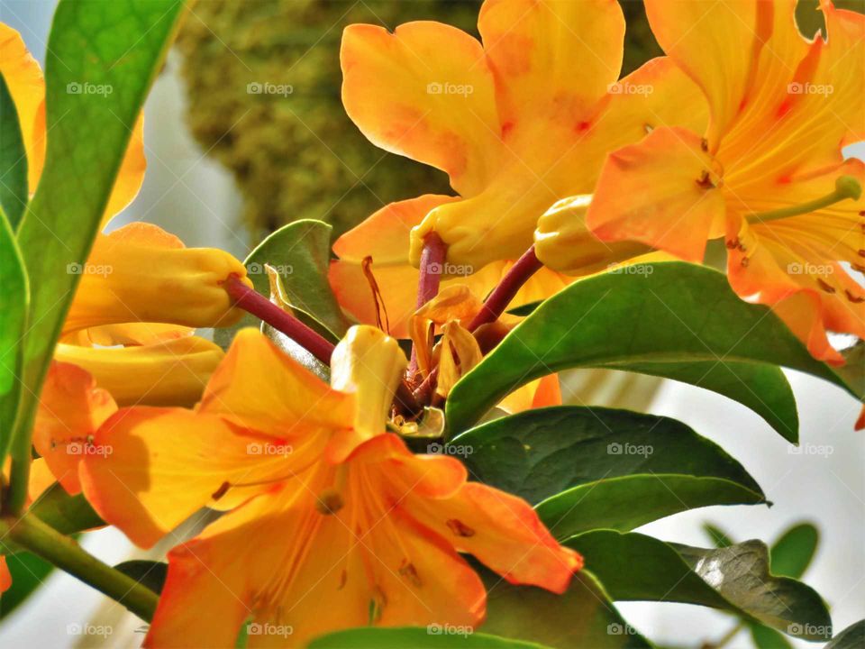 Orange flowers