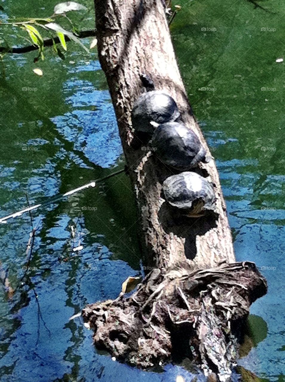 Three turtles on a Tree