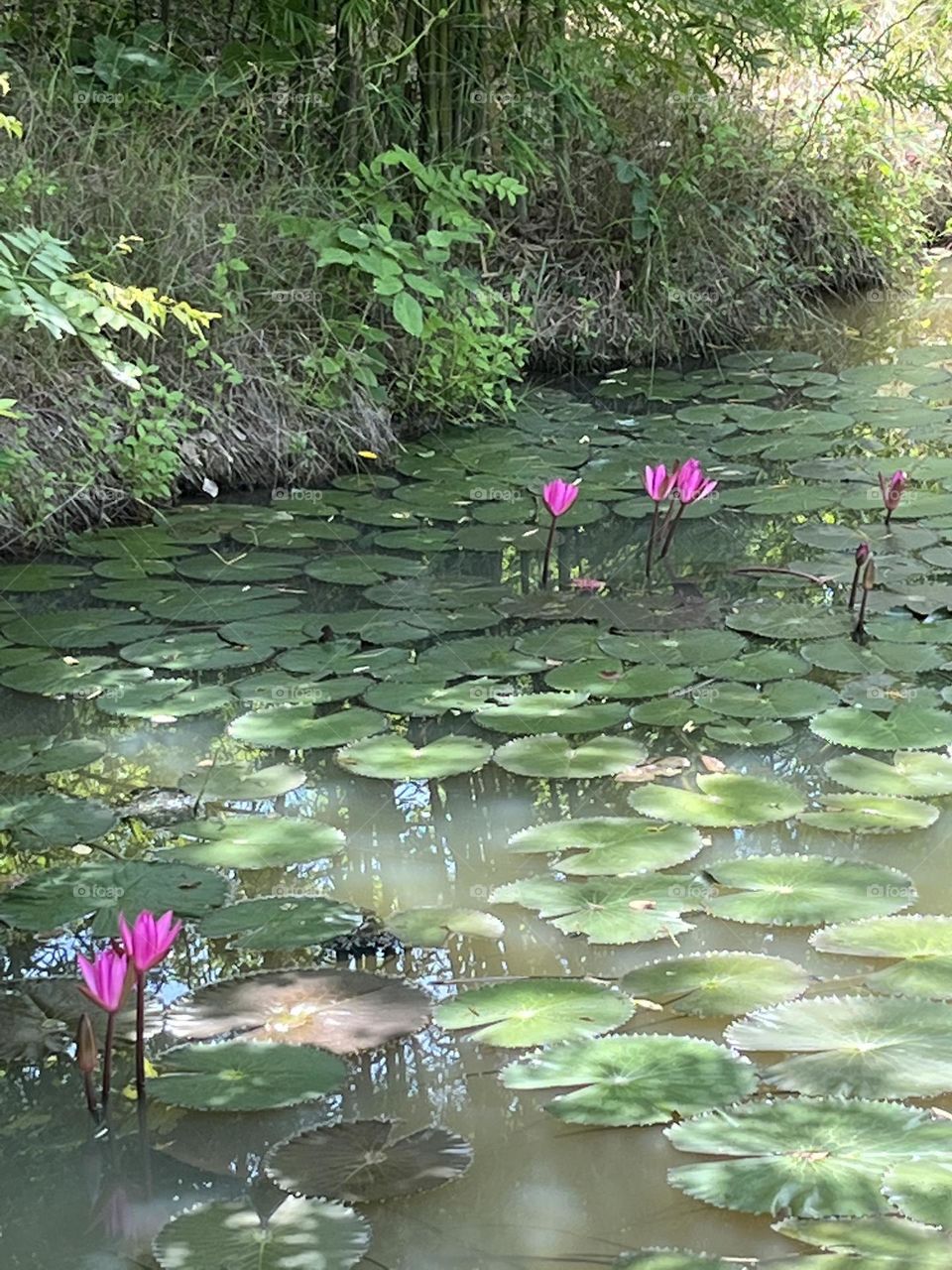 Editors ‘ choice : Photo of the week,My garden.