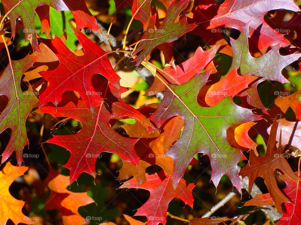 red color leaves leaf by kshapley