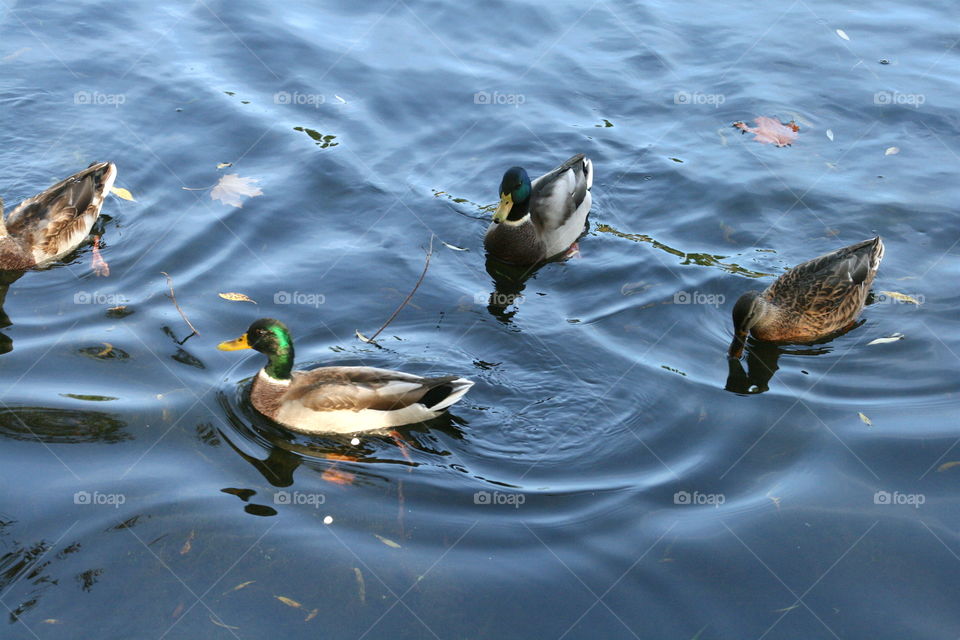 Ducks